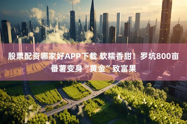 股票配资哪家好APP下载 软糯香甜！罗坑800亩番薯变身“黄金”致富果